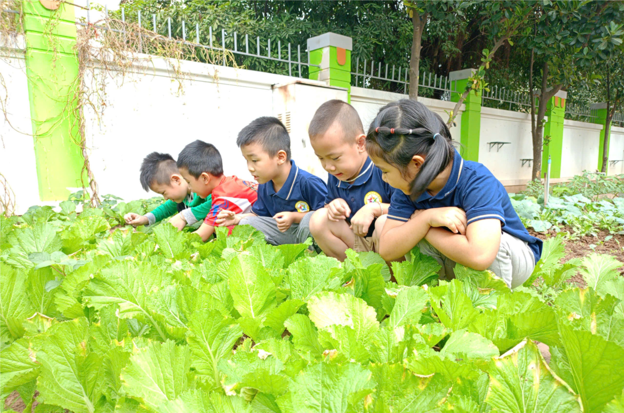 Thăm vườn rau cùng các bé lớp Alvin 1 nhé!